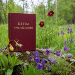 Цветы Красной книги