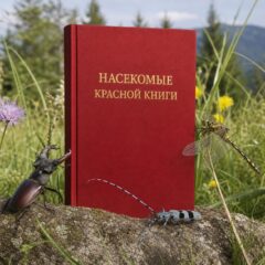 Краснокнижные насекомые
