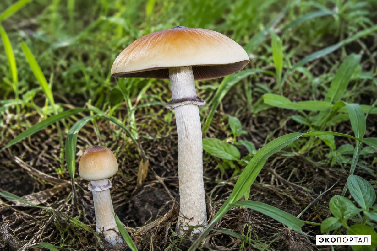Псилоцибе кубенсис — ИИ-иллюстрация