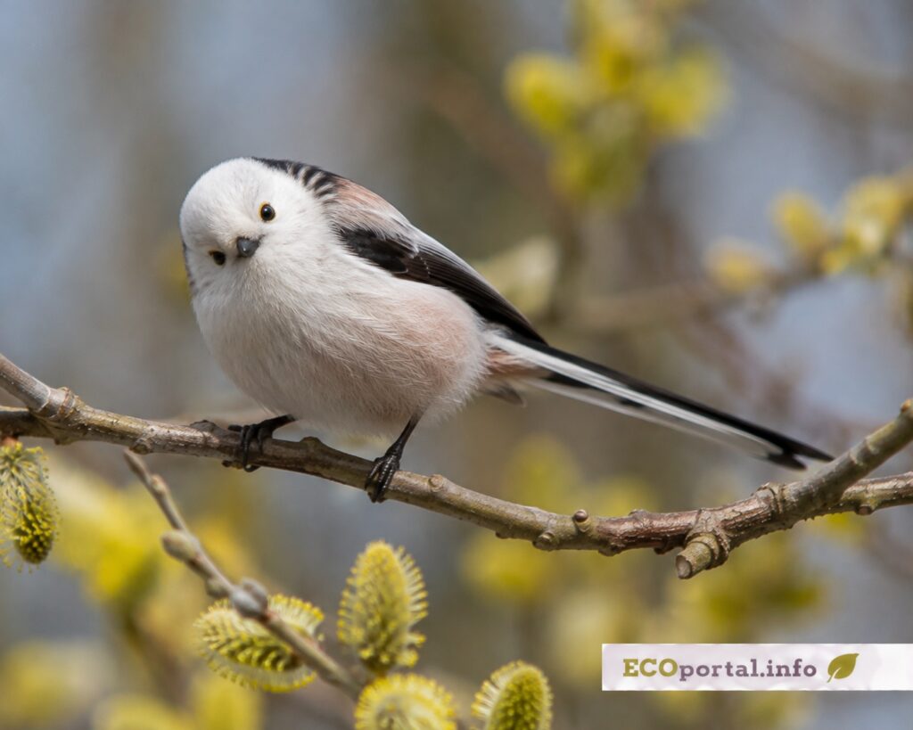 Длиннохвостая синица
