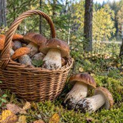 Корзина белых грибов и подосиновиков в осеннем лесу