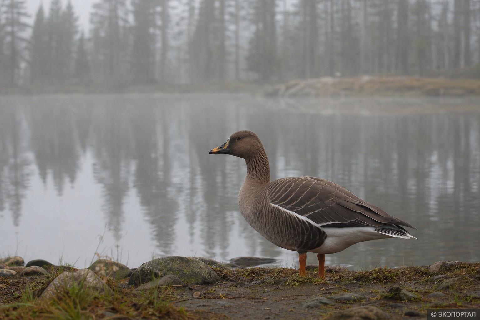 Гуменник