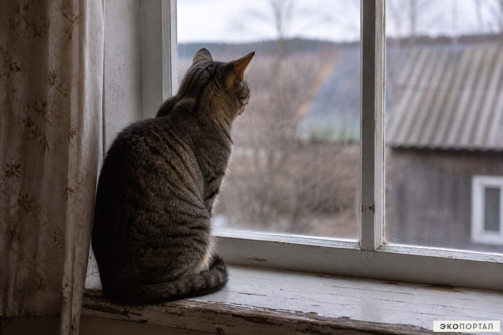 Кошка