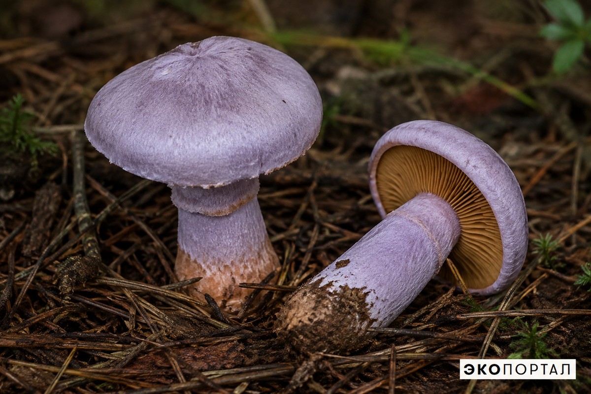 Паутинник козий — ИИ-иллюстрация