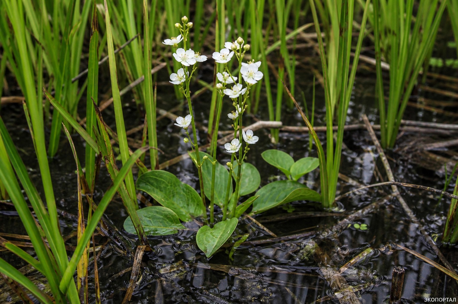 Кальдезия белозоролистная (Caldesia parnassifolia)