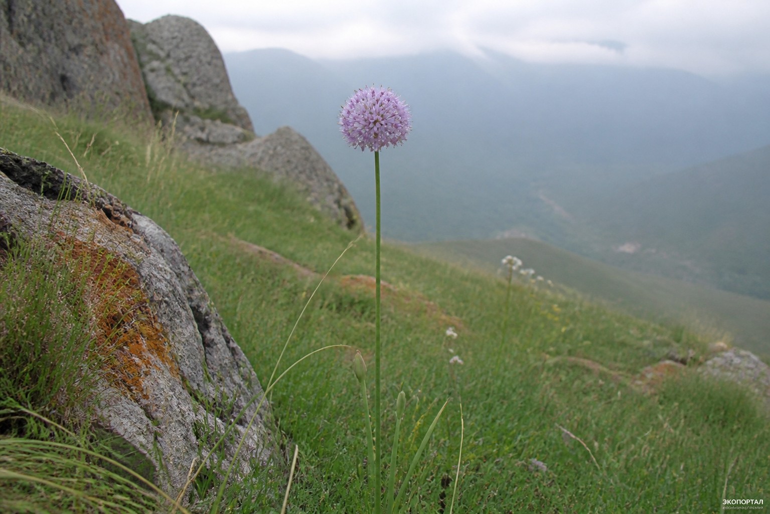 Лук крупный (Allium grande)