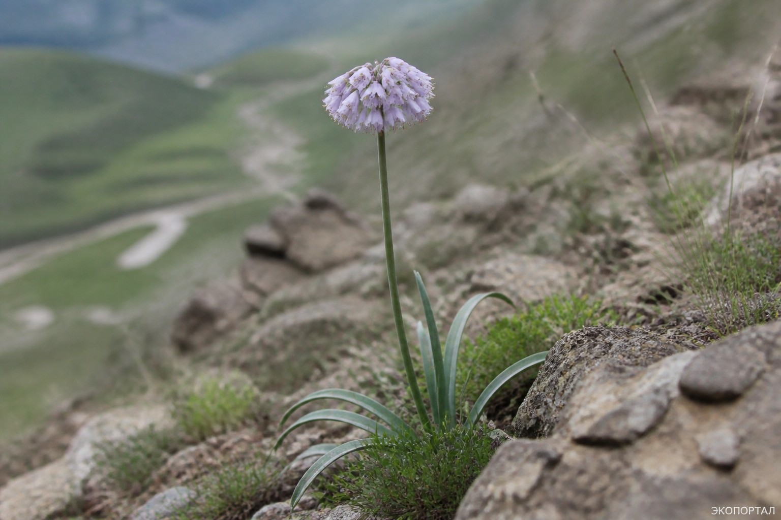 Лук гунибский (Allium gunibicum)