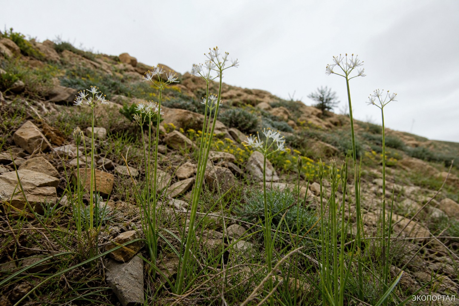 Лук нереидоцветный (Allium neriniflorum)