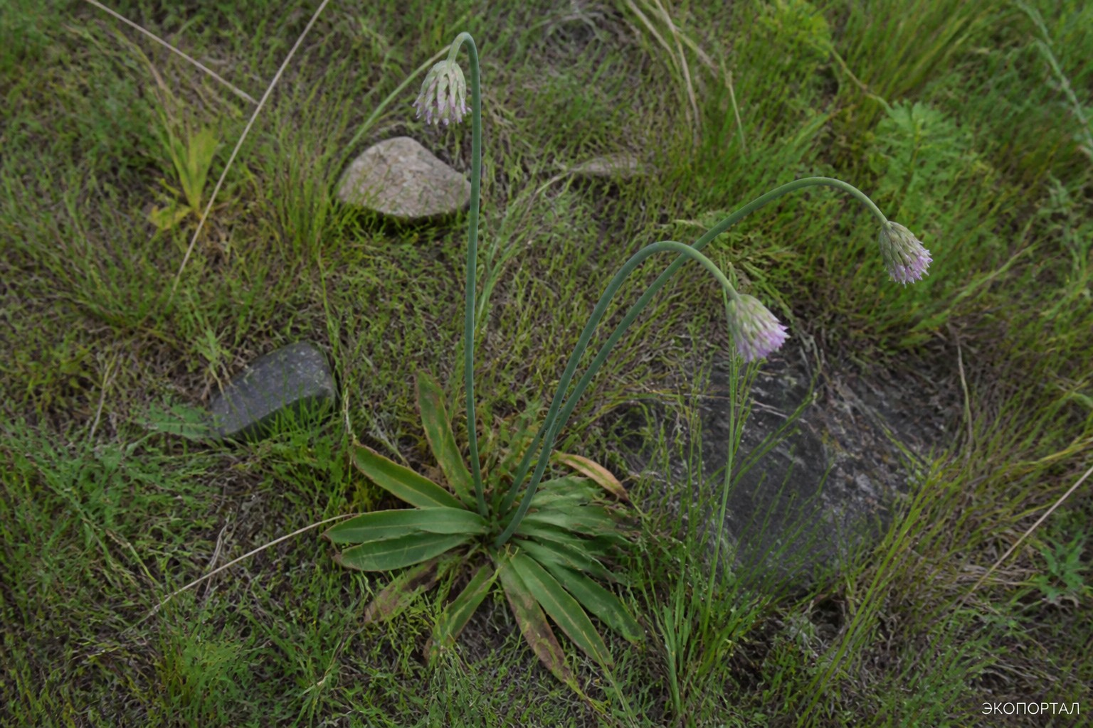 Лук странный (Allium paradoxum)
