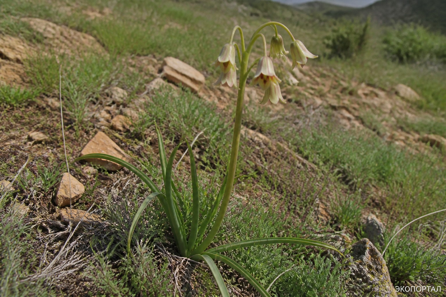 Нектароскордум трехфутовый (Nectaroscordum tripedale)