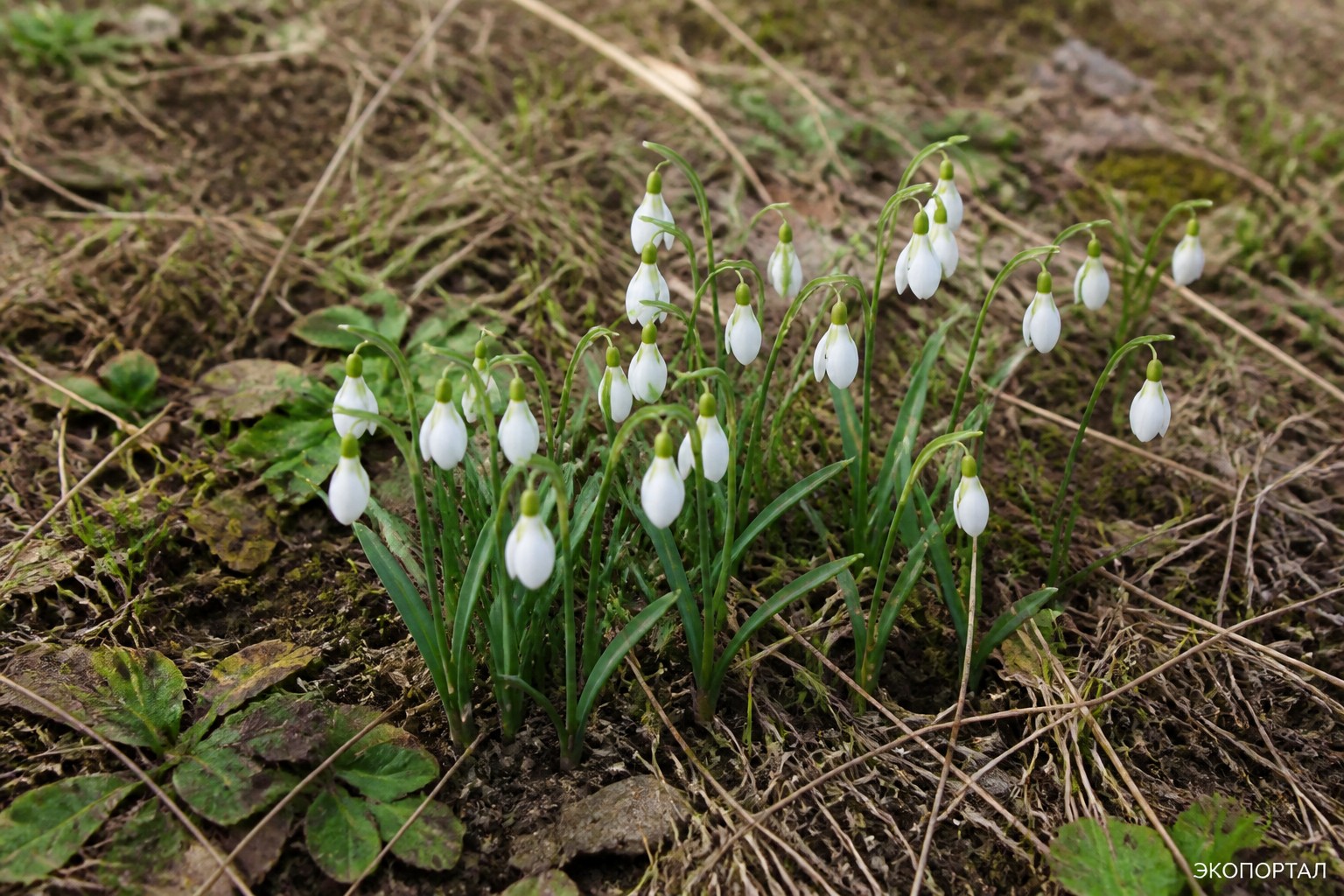 Подснежник узколистный (Galanthus angustifolius)