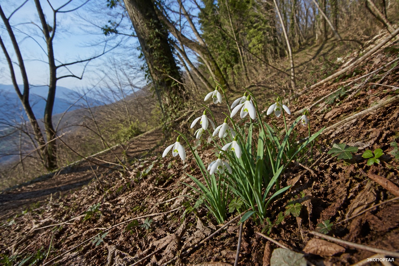 (Galanthus caucasicus)