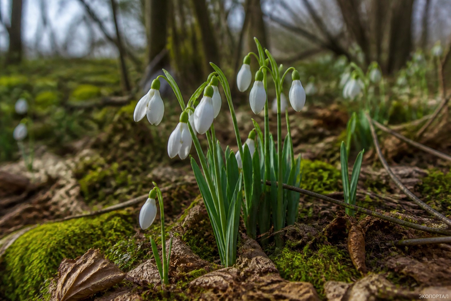 (Galanthus lagodechianus)
