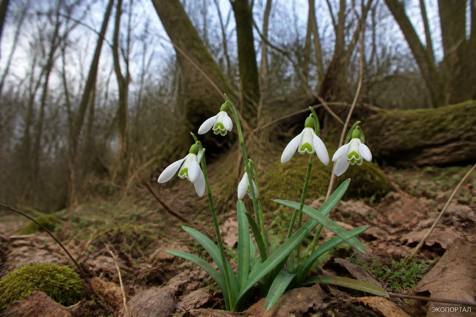 Подснежник плосколистный (Galanthus platyphyllus)