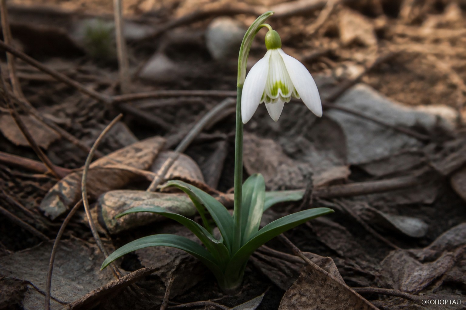 Подснежник складчатый (Galanthus plicatus)