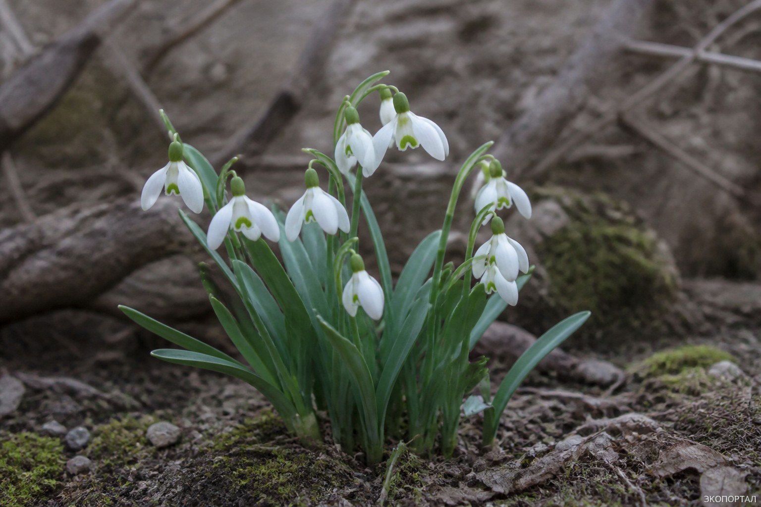 Подснежник Воронова (Galanthus woronowii)