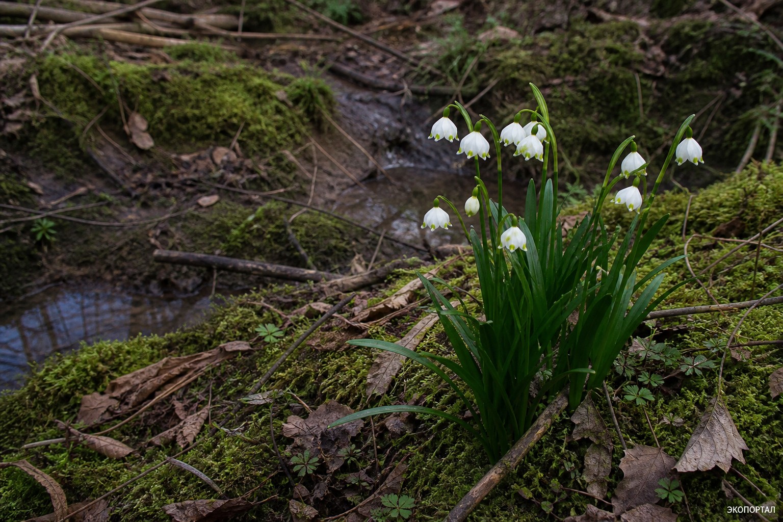 Белоцветник летний (Leucojum aestivum)