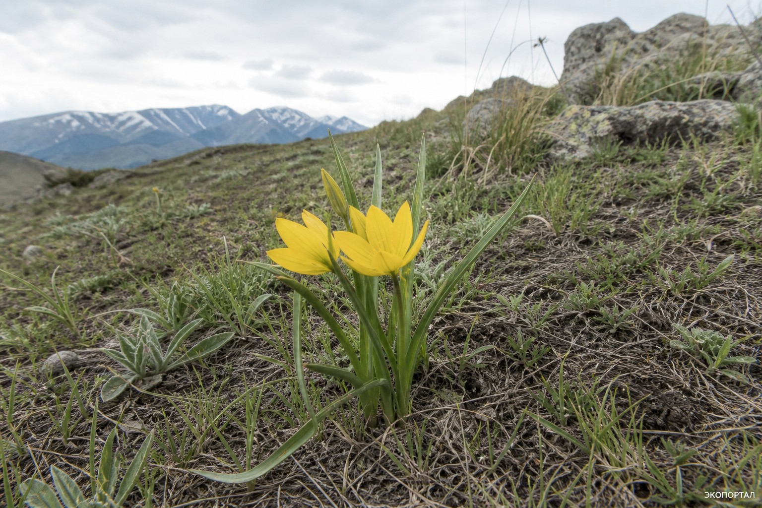 Штернбергия колхикоцветная (Sternbergia colhiciflora)