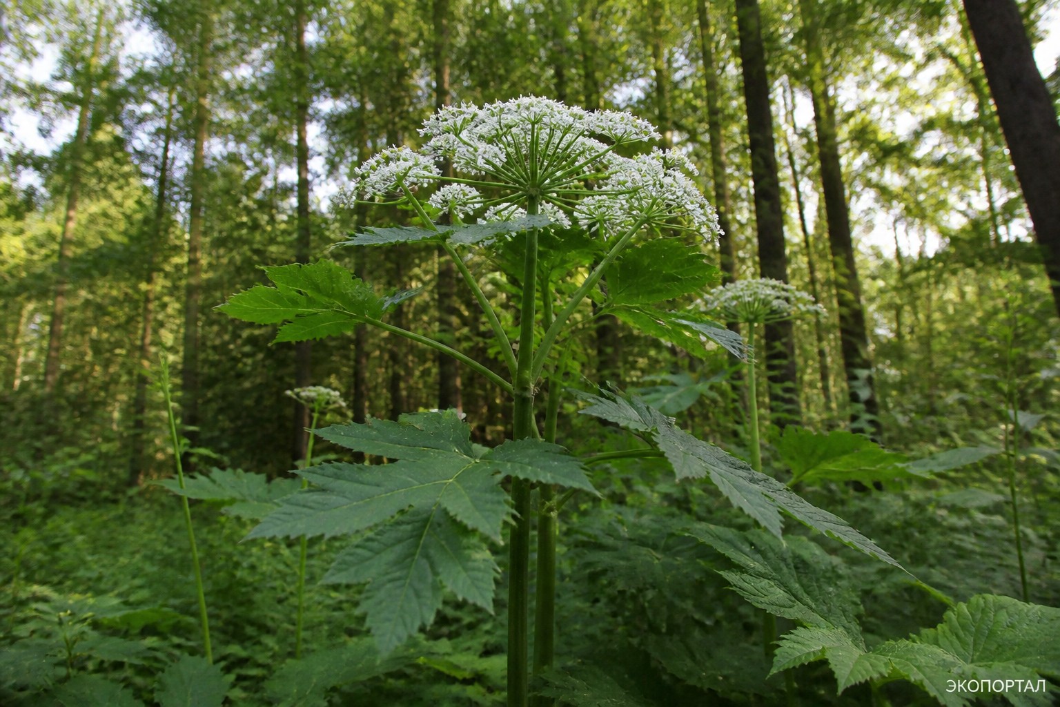 Сныть широколистная (Aegopodium latifolium)