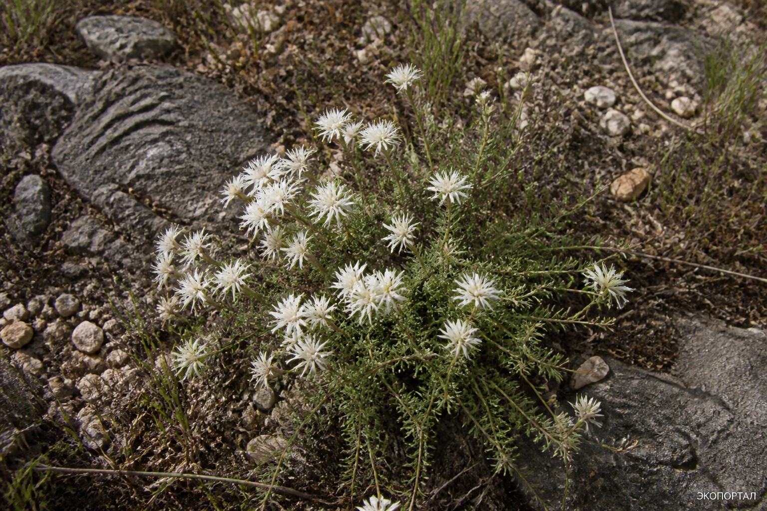 Арафе ароматная (Arafoe aromatica)