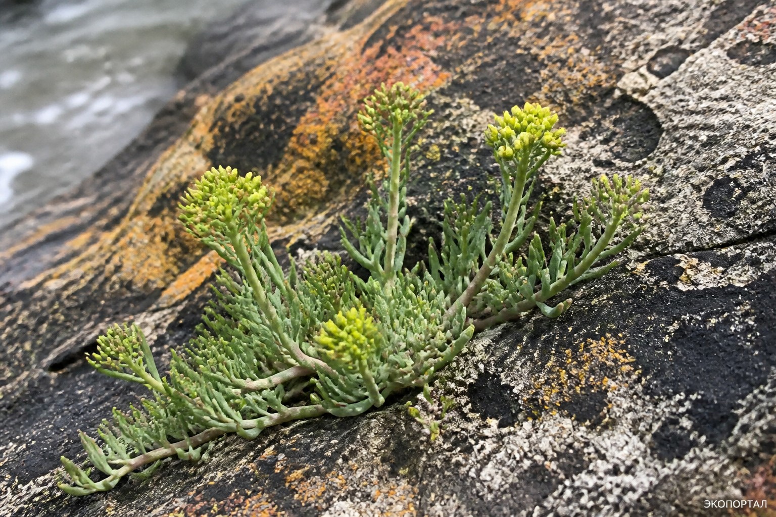 Критмум морской (Crithmum maritimum)