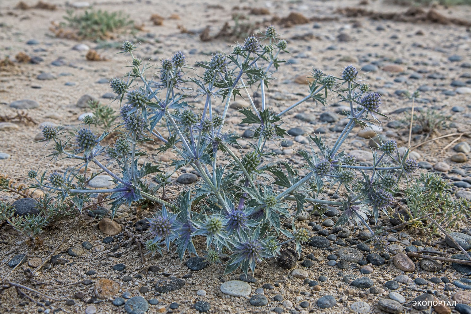 Синеголовник морской (Eryngium maritimum)