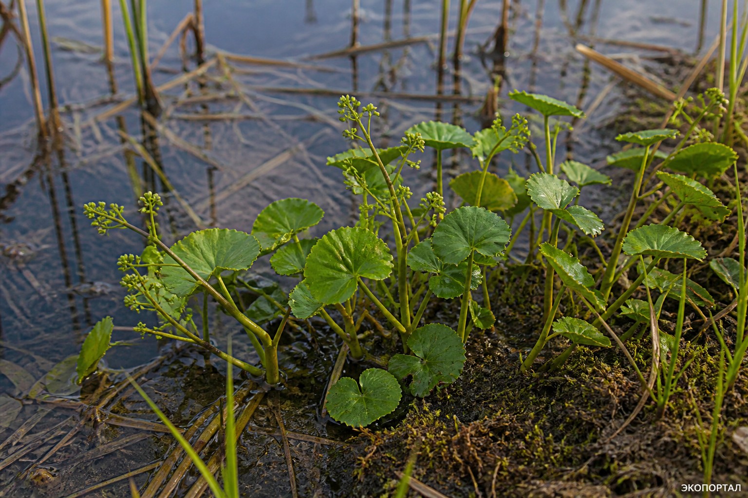 Щитолистник ветвецветковый (Hydrocotyle ramiflora)