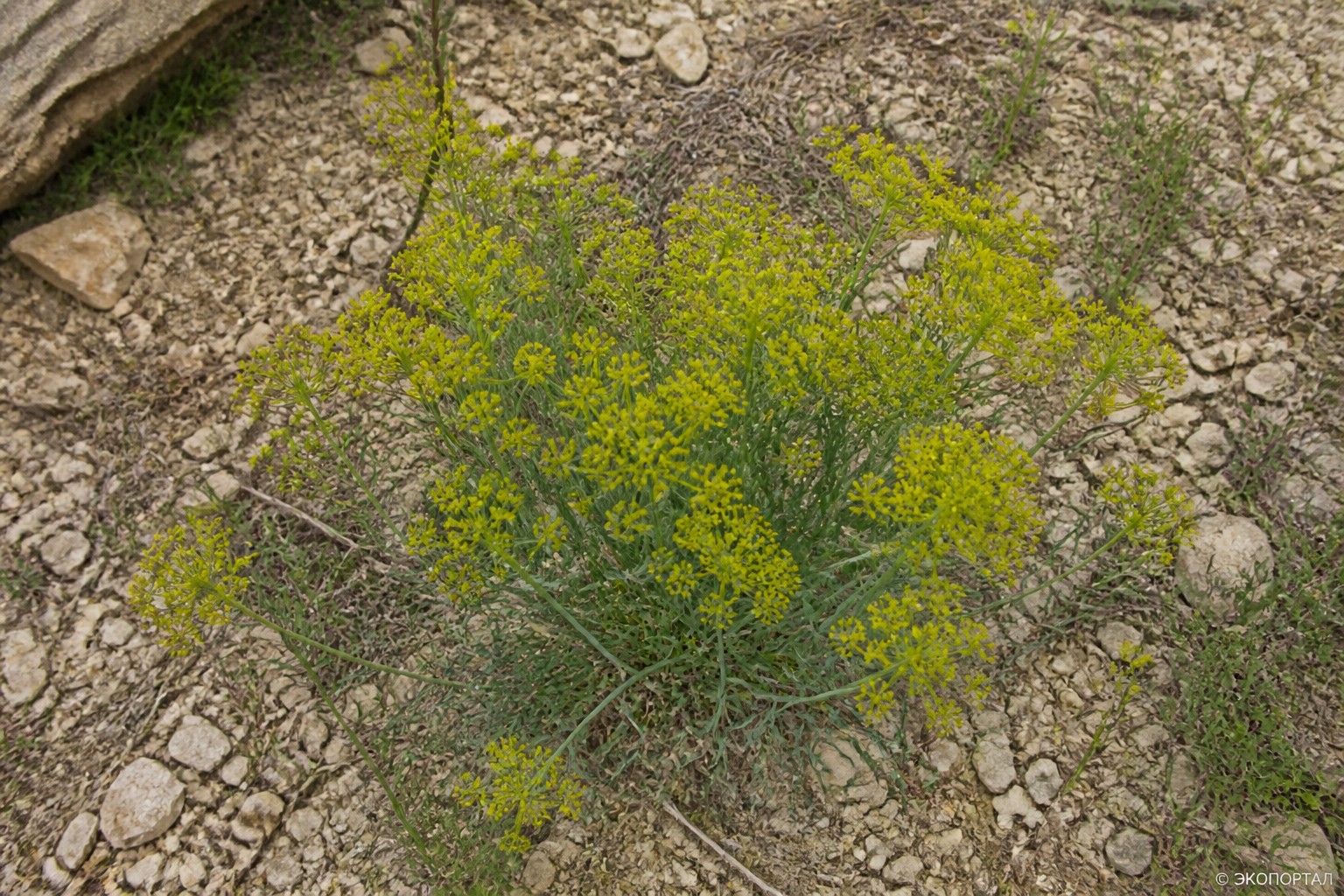 Володушка Мартьянова (Bupleurum martjanovii)