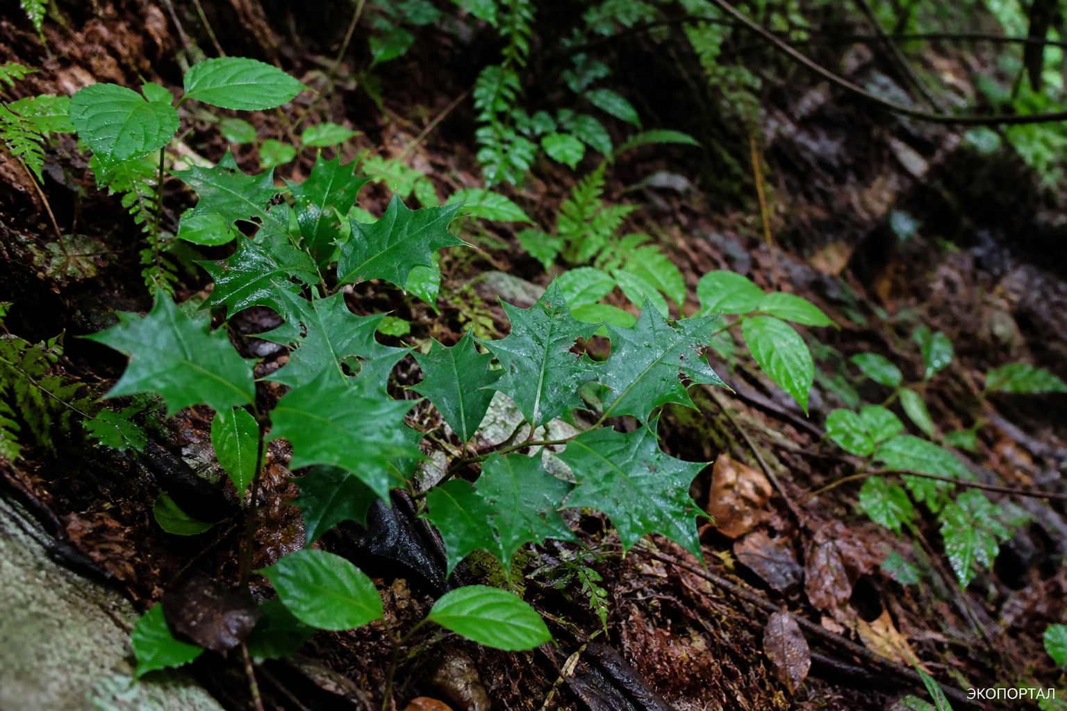 Падуб Сугероки (Ilex sugerokii)