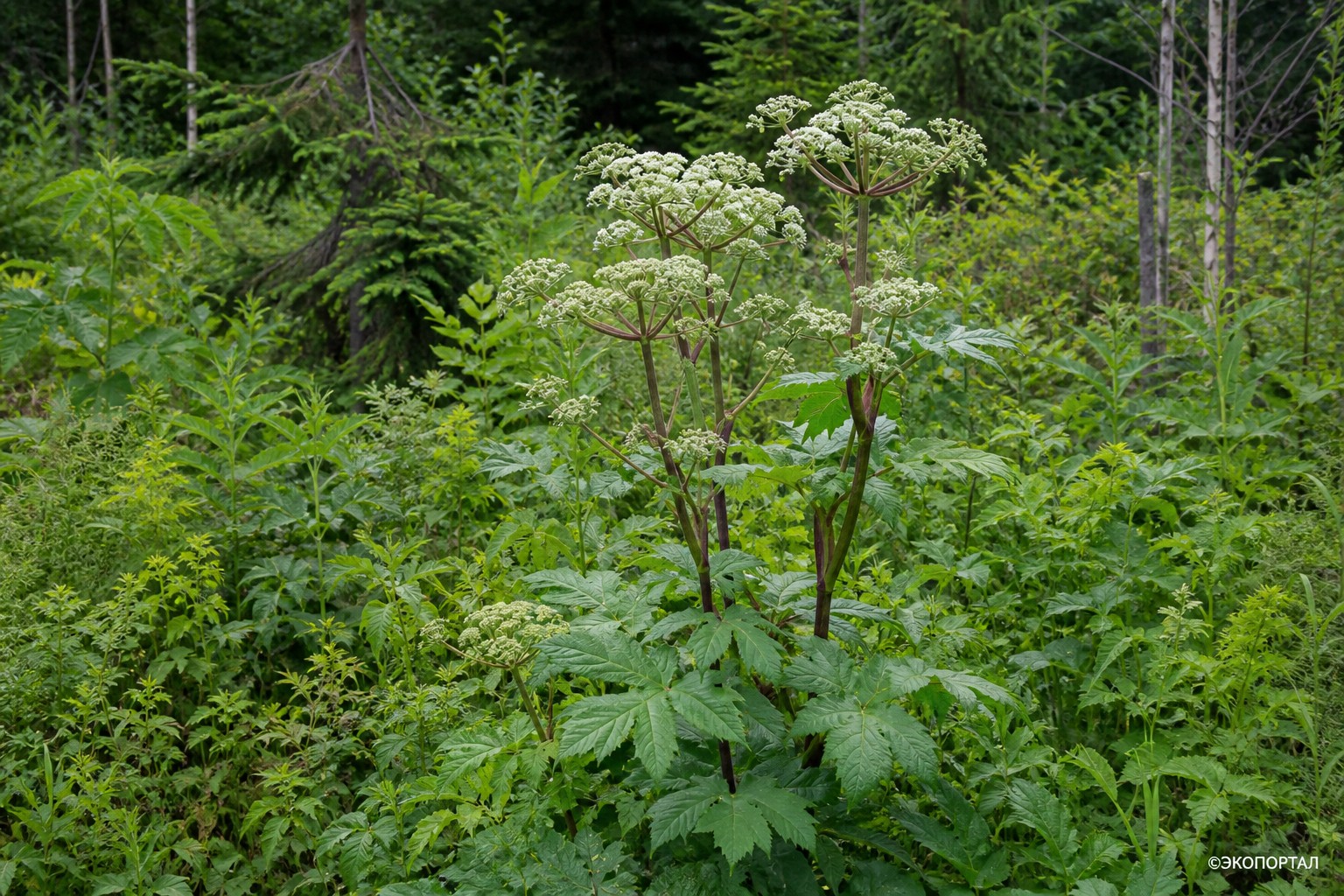 Аралия материковая (Aralia continentalis)