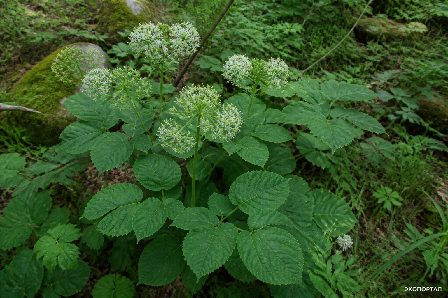 Аралия сердцевидная (Aralia cordata)