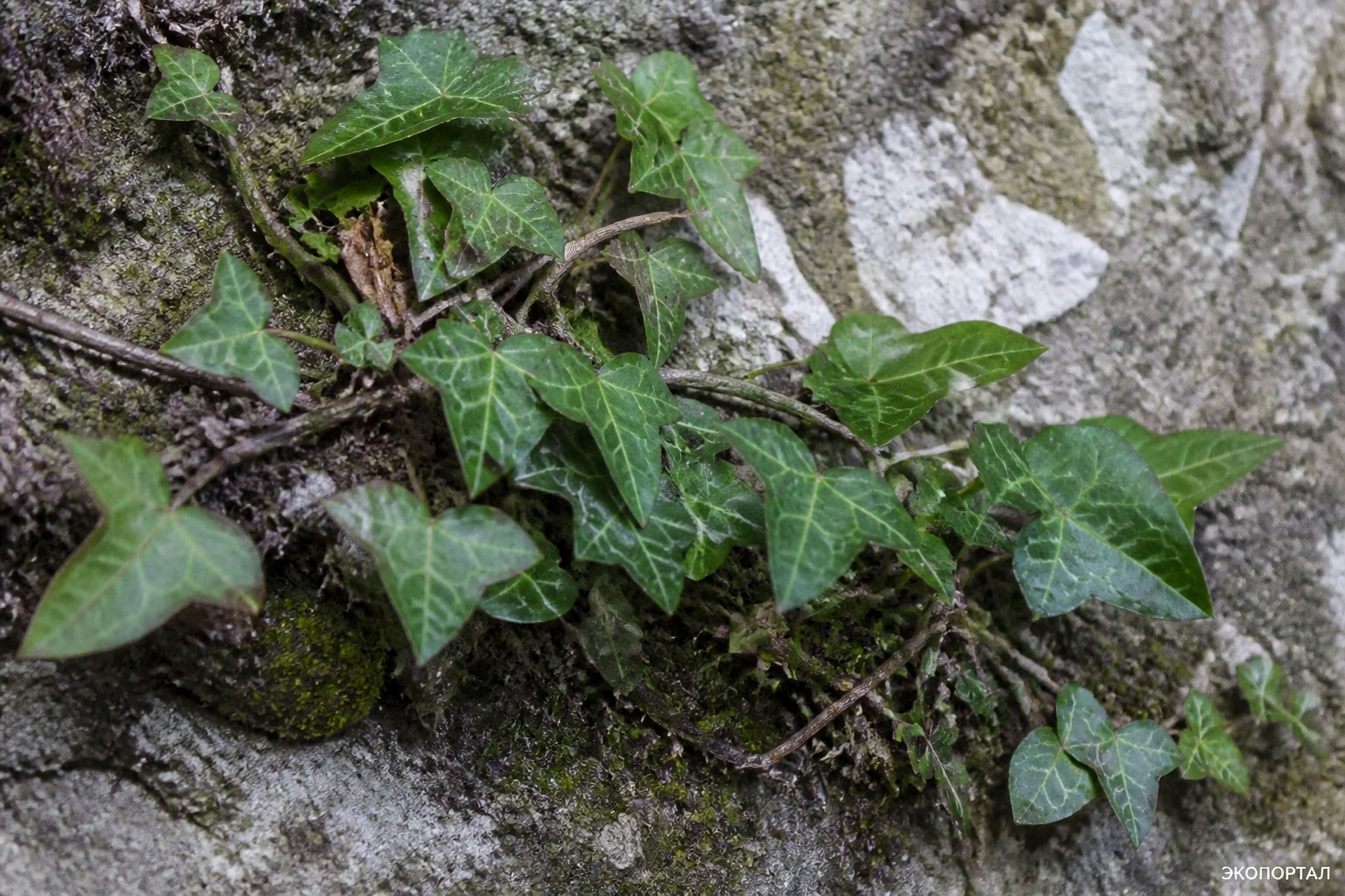 Плющ Пастухова (Hedera pastuchowii)