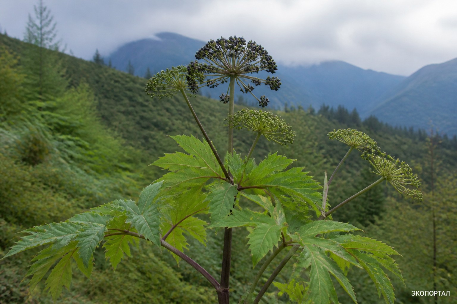 Заманиха высокая (Oplopanax elatus)