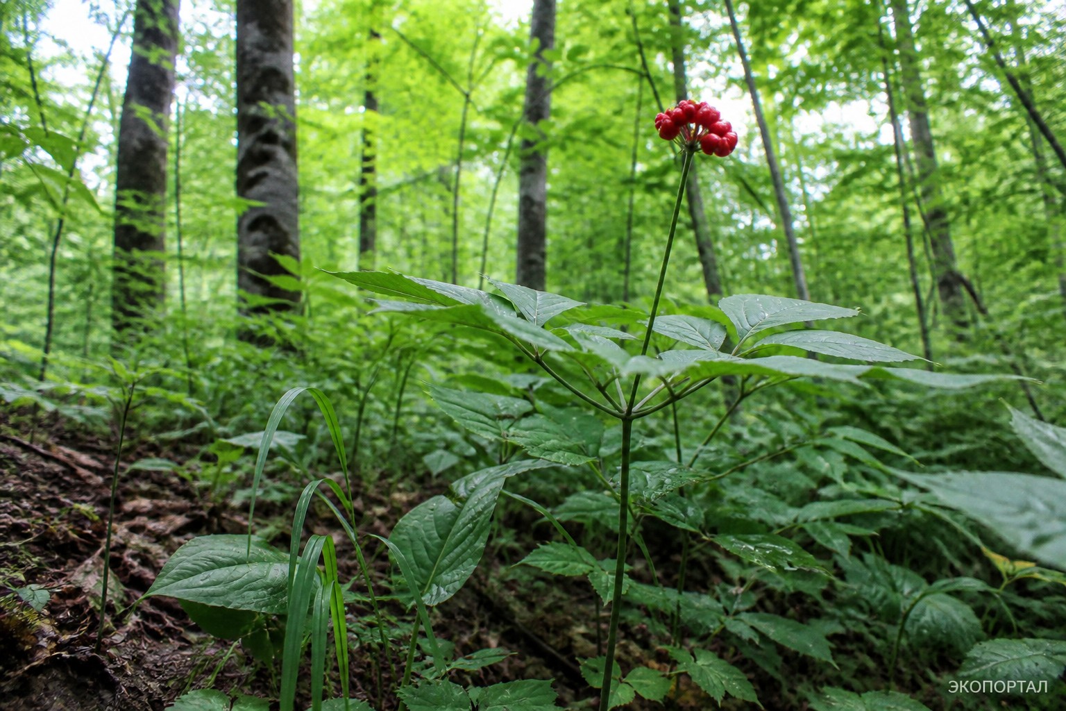 Женьшень обыкновенный (Женьшень настоящий, Panax ginseng)