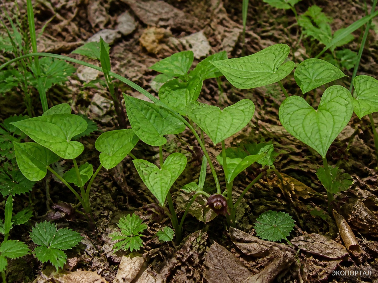 Кирказон маньчжурский (Aristolochia manshuriensis)