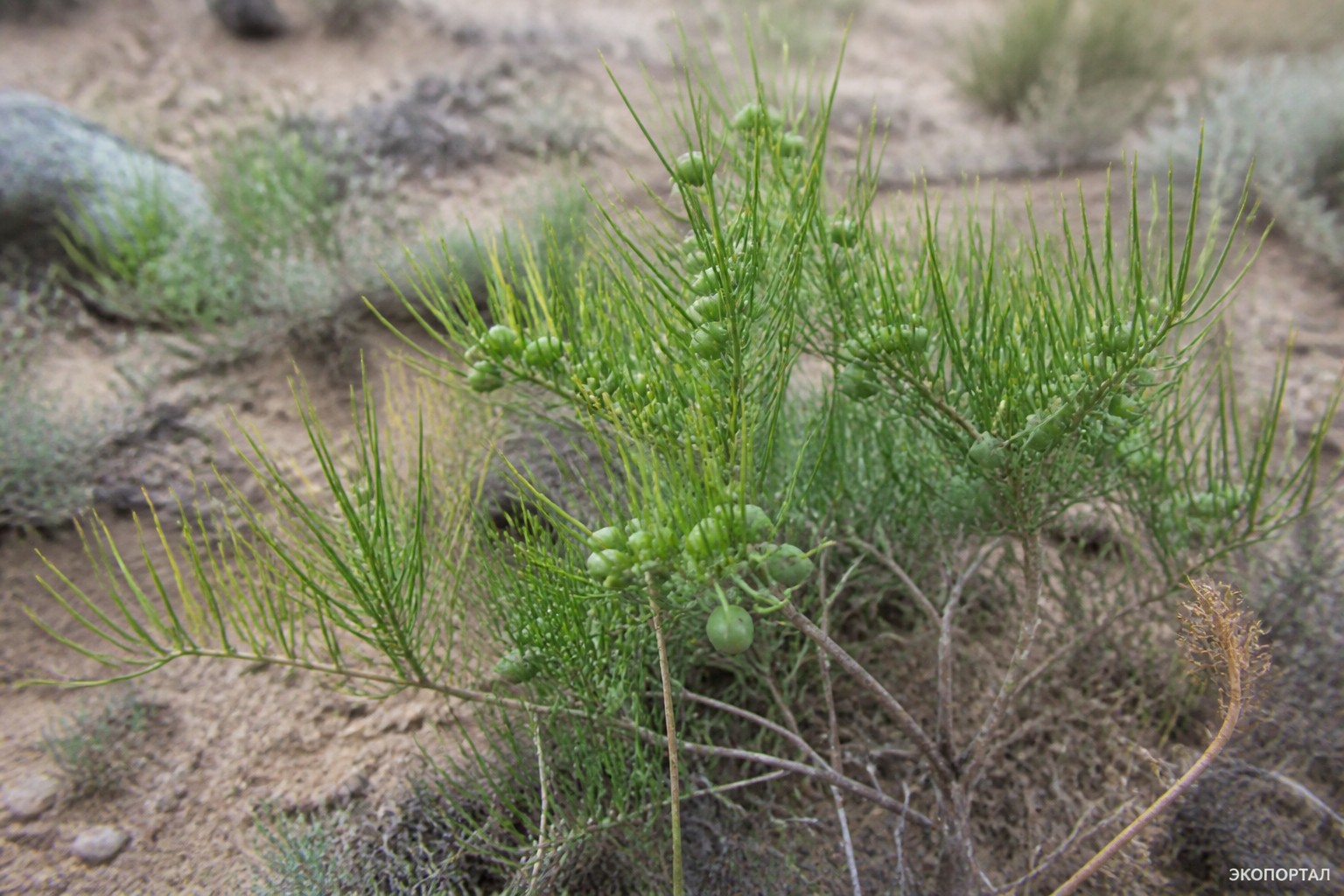 Спаржа коротколистная (Asparagus brachyphyllus)
