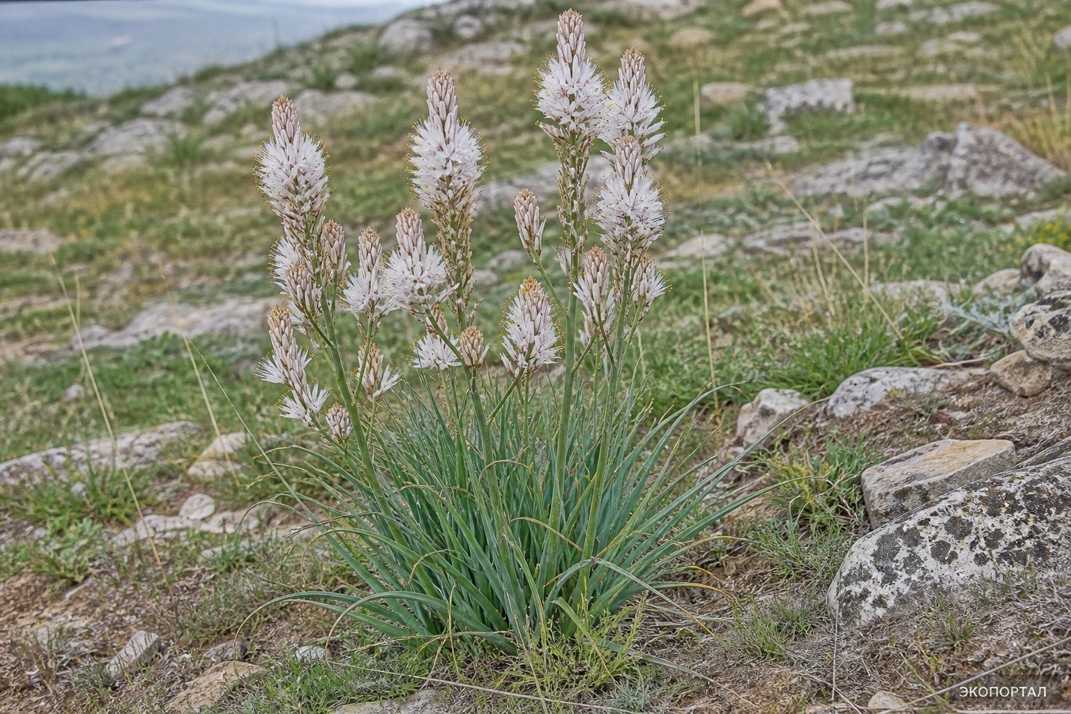 Асфоделина крымская (Asphodeline taurica)