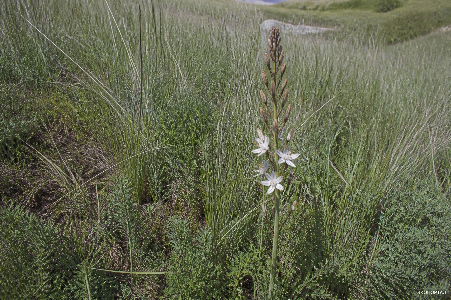 Асфоделина тонкая (Asphodeline tenuior)