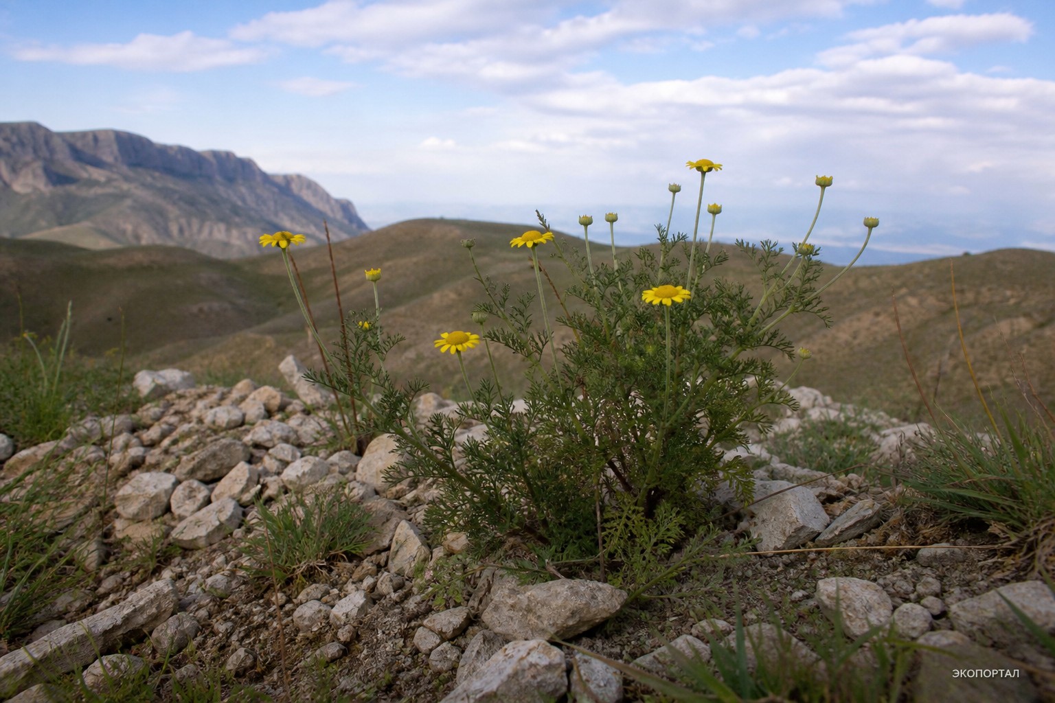 Пупавка Корнух-Троцкого (Anthemis trotzkiana)