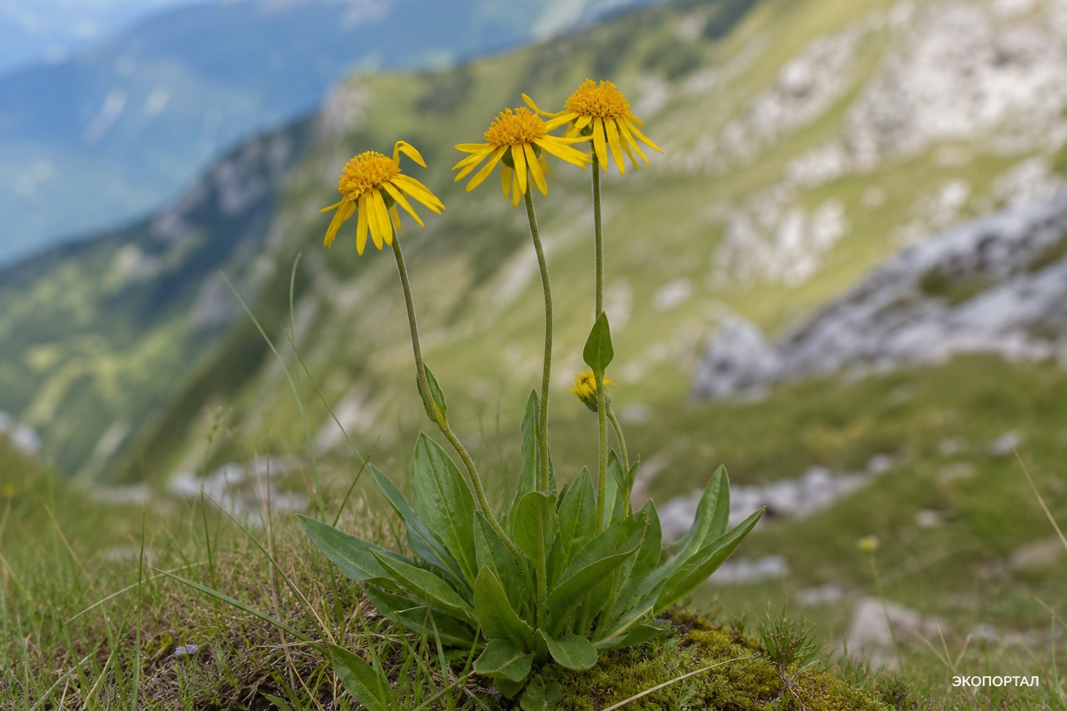 Арника альпийская (Arnica alpina)