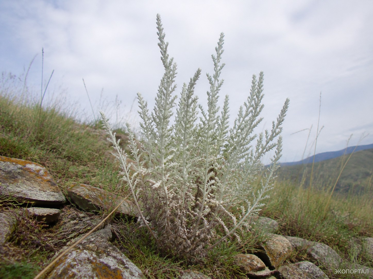 Полынь беловойлочная (Artemisia hololeuca)