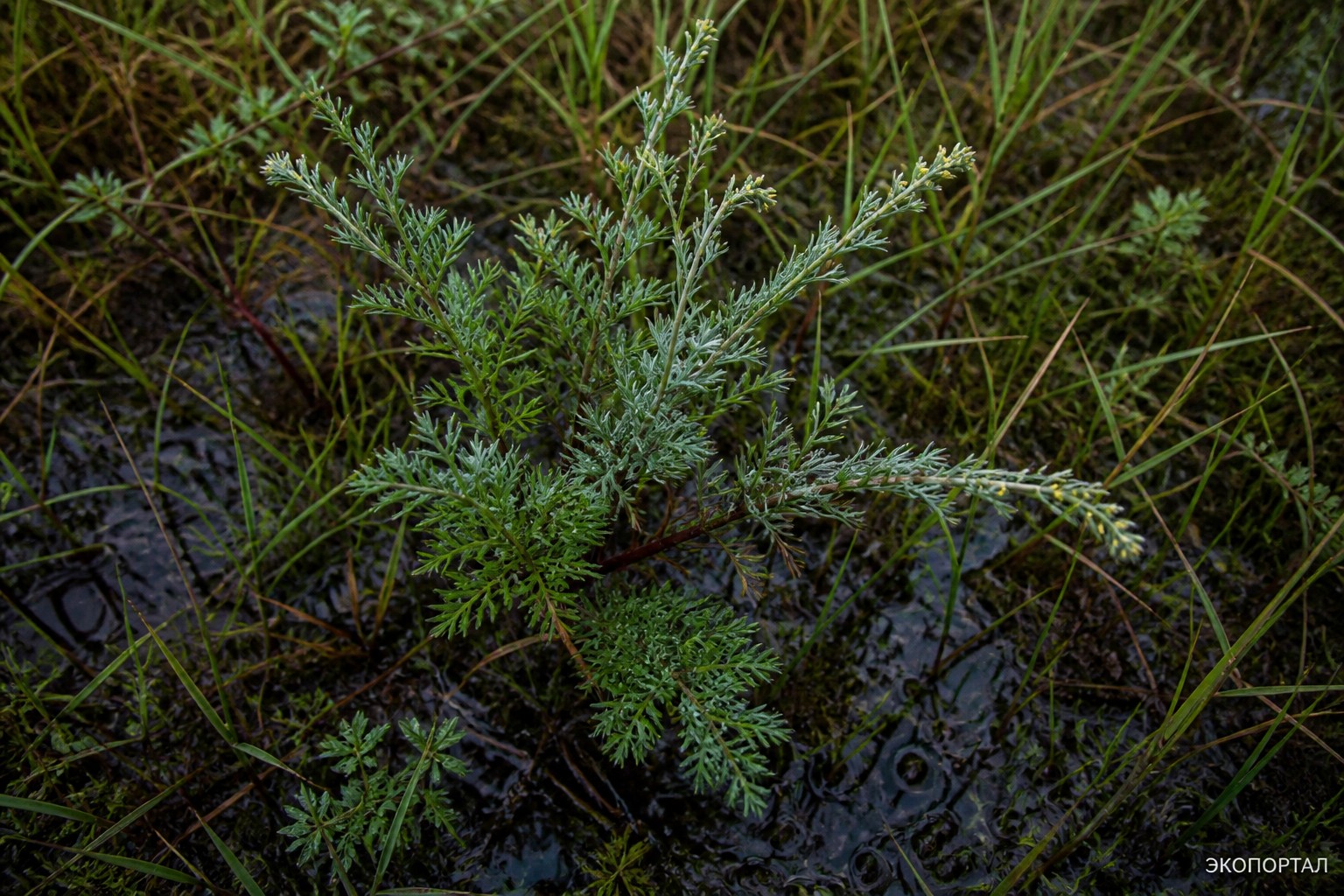Полынь топяная (Artemisia limosa)
