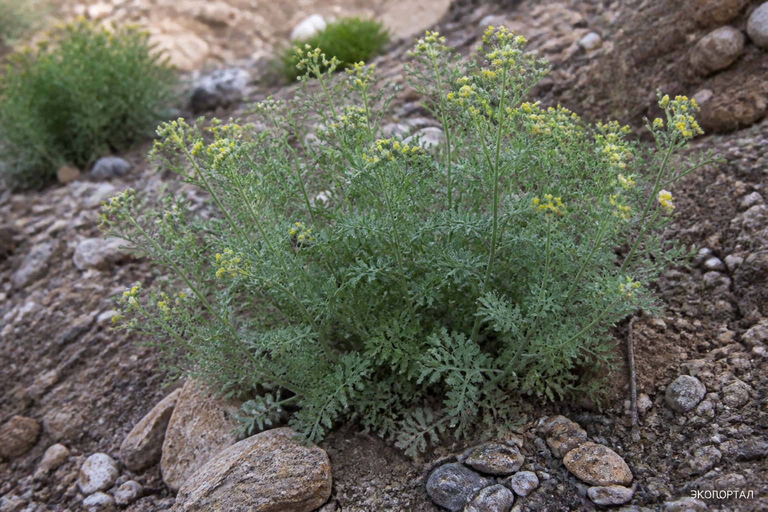 Полынь баргузинская (Artemisia bargusinensis)