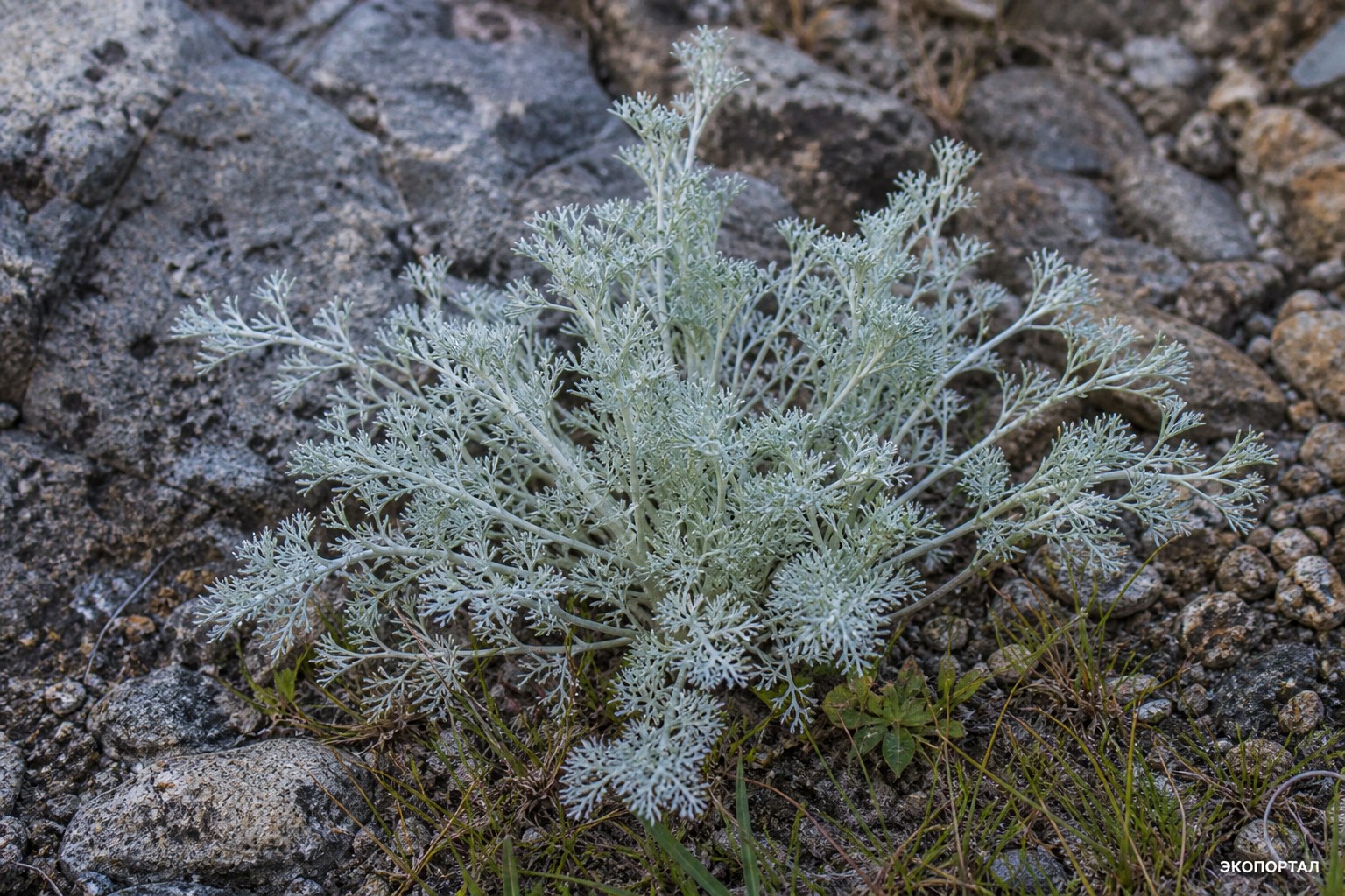 Кладохета чистейшая (Cladochaeta candidissima)