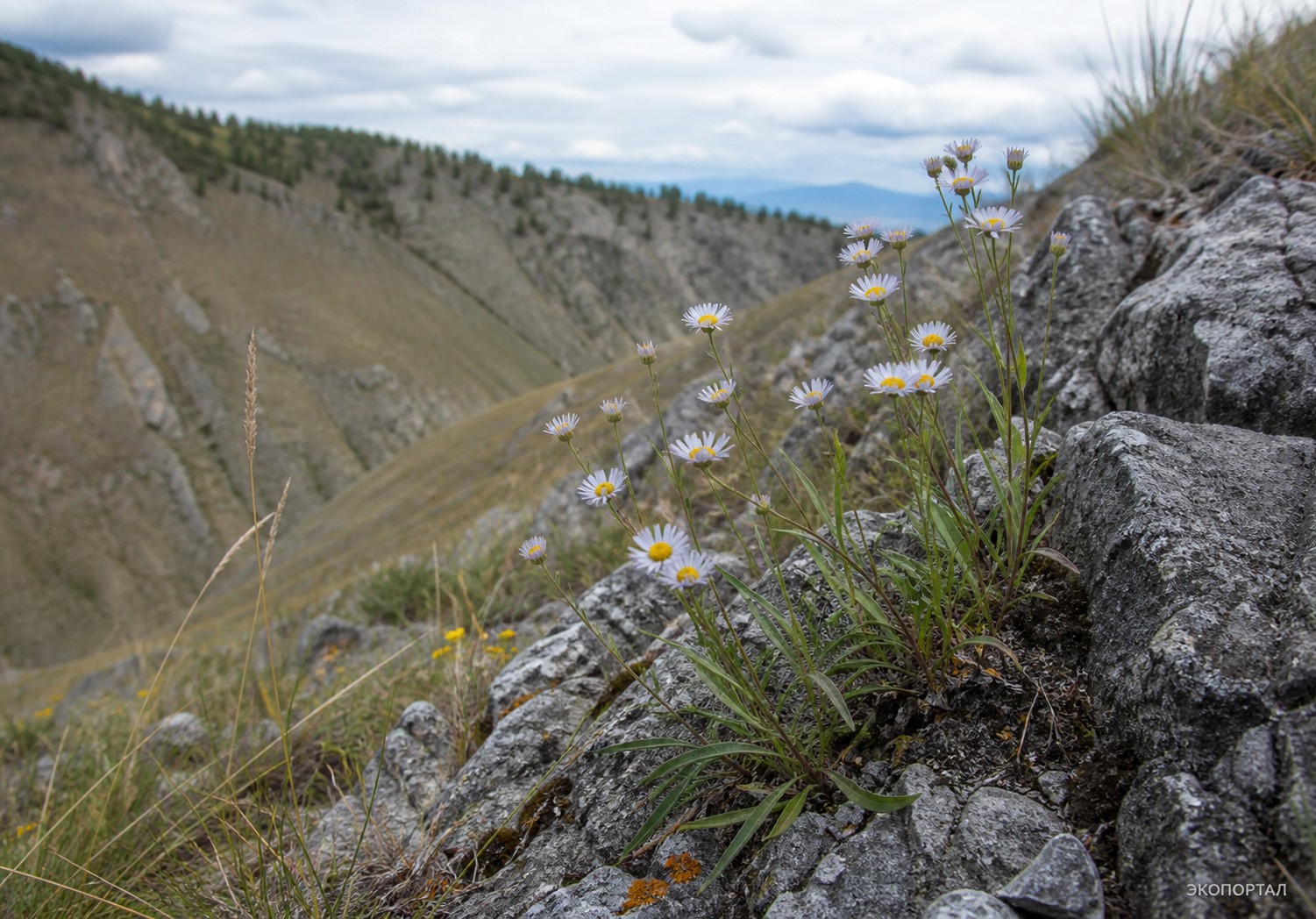 Мелколепестник сложный (Erigeron compositus)