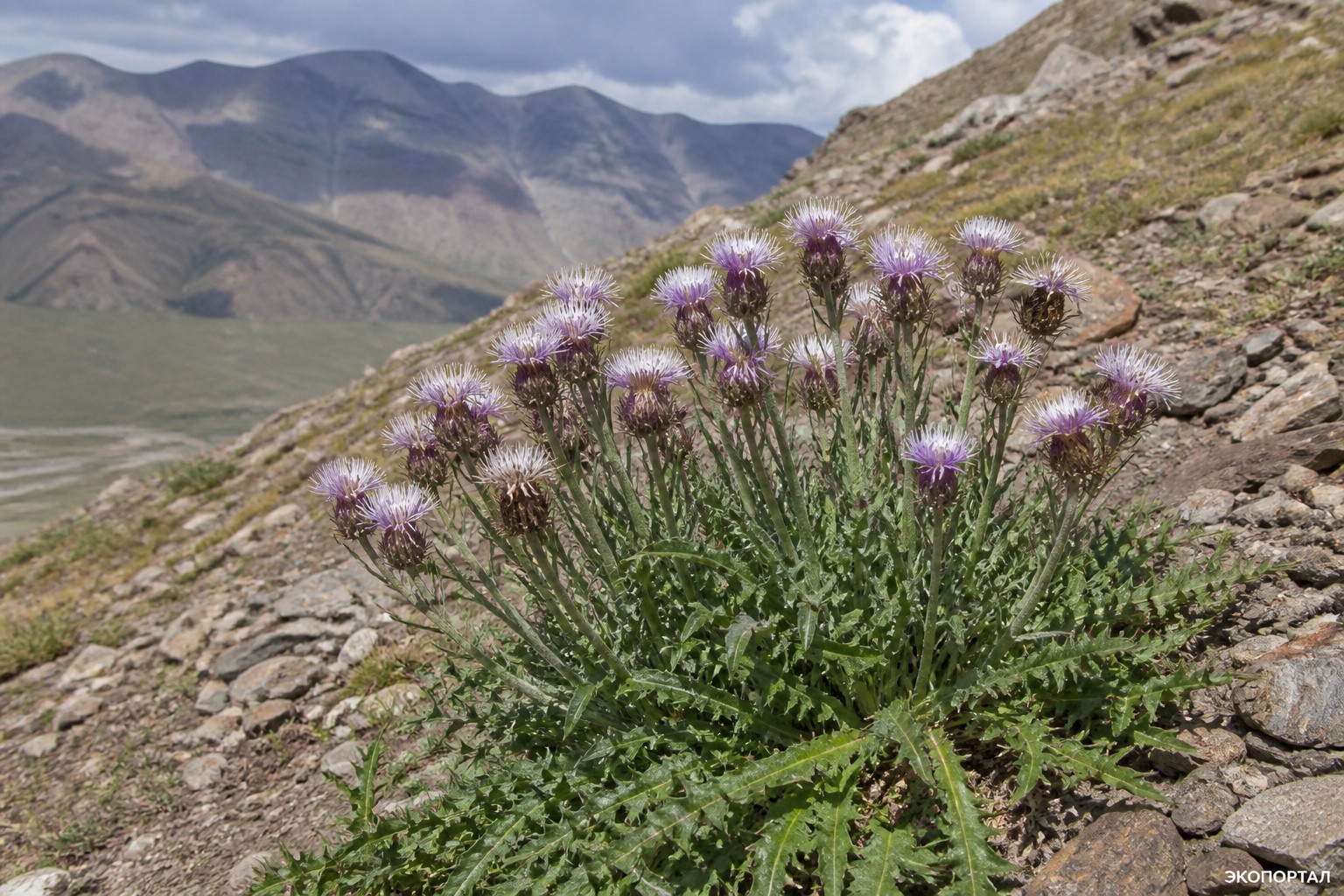 Соссюрея скребницелистная (Saussurea ceterachifolia)