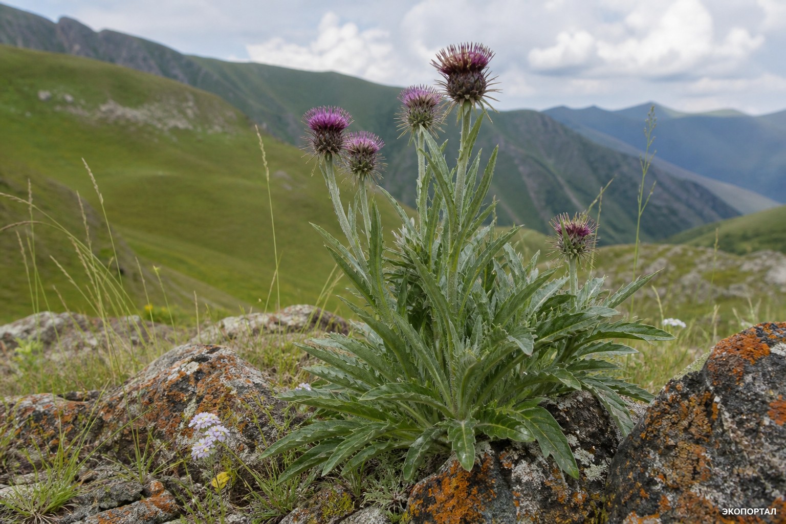Соссюрея советская (Saussurea sovietica)