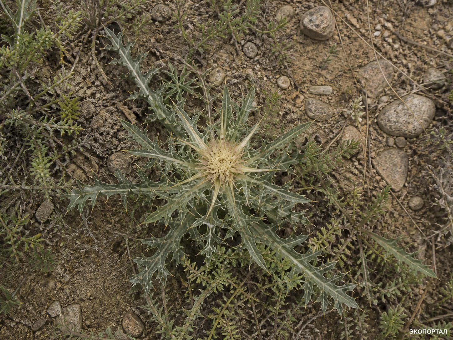 Стеммоканта сафлоровидная (Stemmacantha carthamoides)