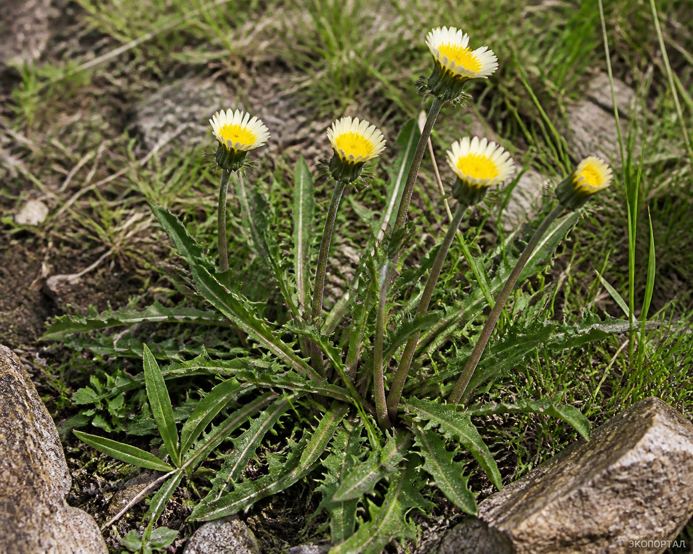 Одуванчик белоязычковый (Taraxacum leucoglossum)