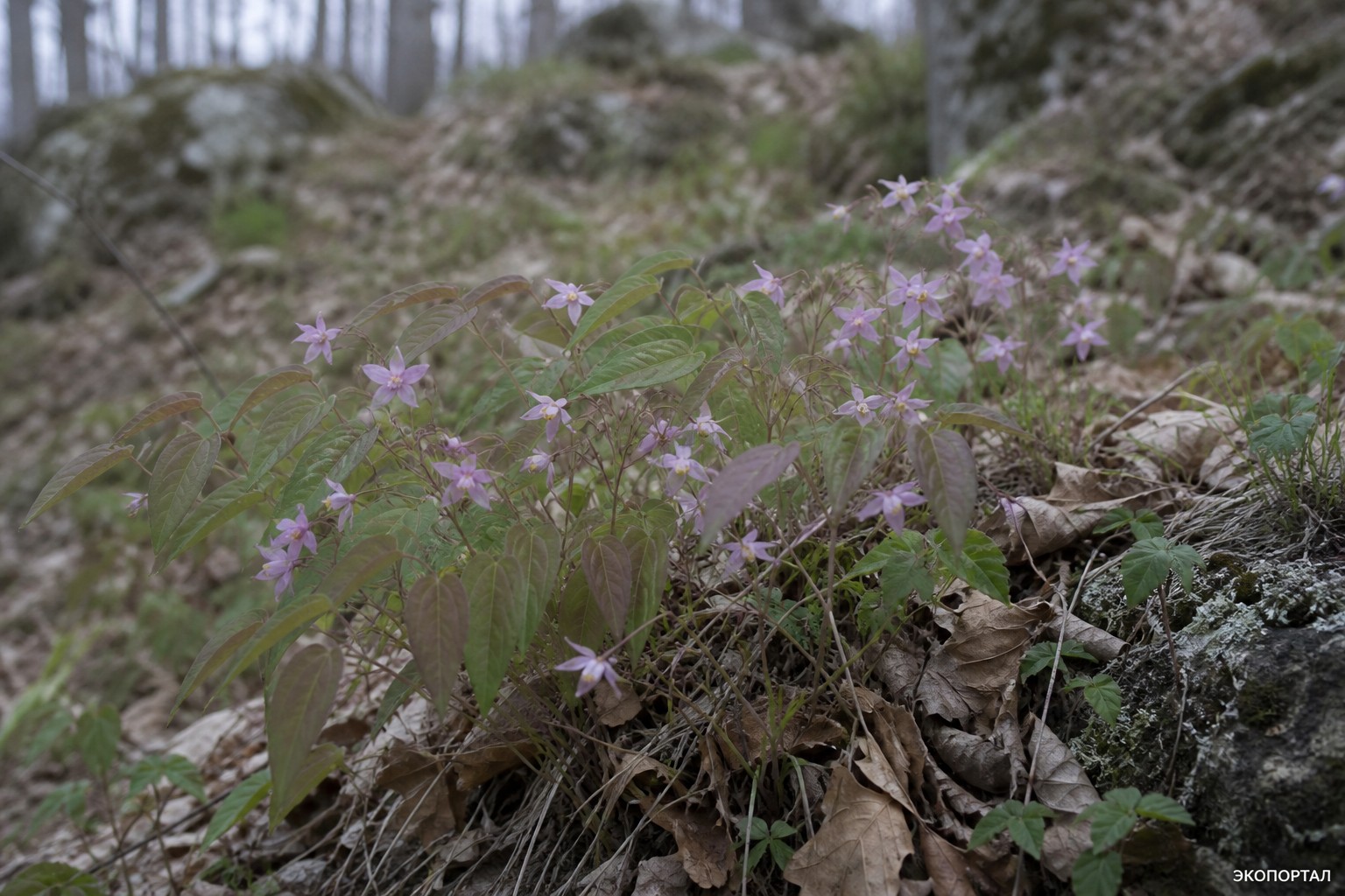 Горянка корейская (Epimedium koreanum)
